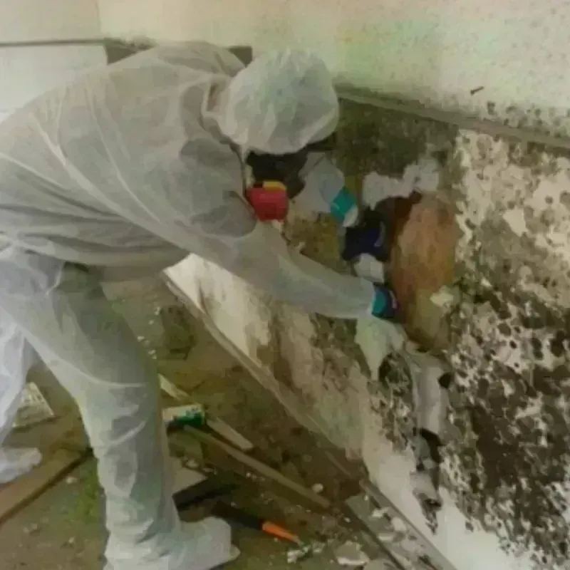 Mold Remediation and Removal in Stanley, WI